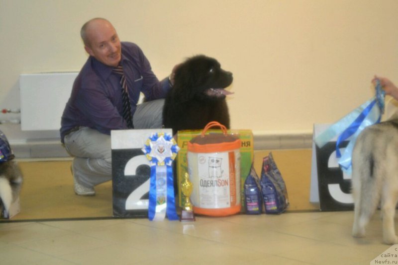 Фото: ньюфаундленд Многоликая Богиня Манифик (Mnogolikaya Boginya Manifik)