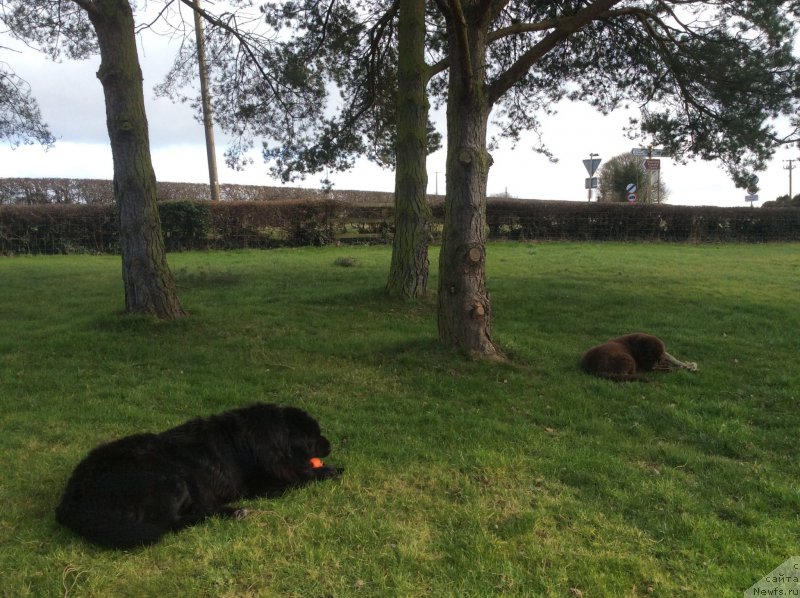 Фото: ньюфаундленд Seashanty First Admiral, ньюфаундленд Нобл Кинг Май Лорд Симба