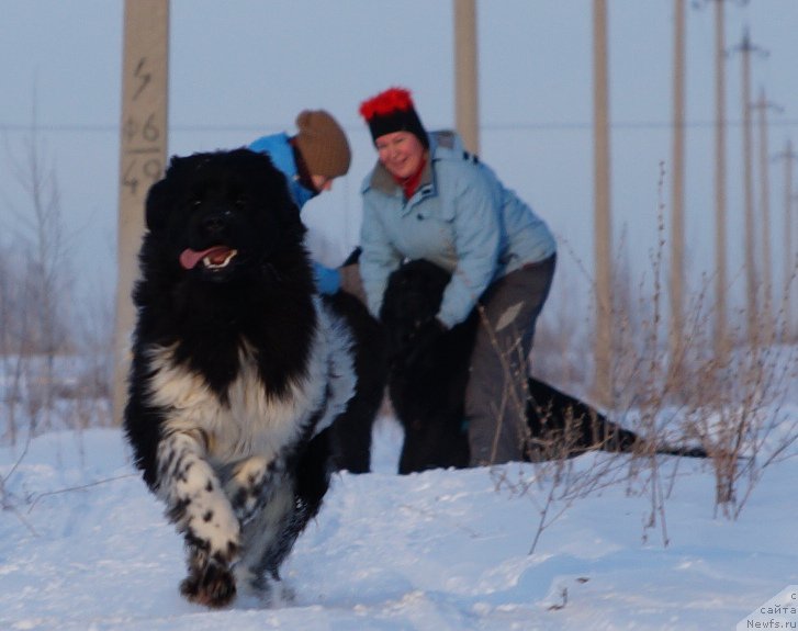 Фото: ньюфаундленд Ньюфорт Элисс