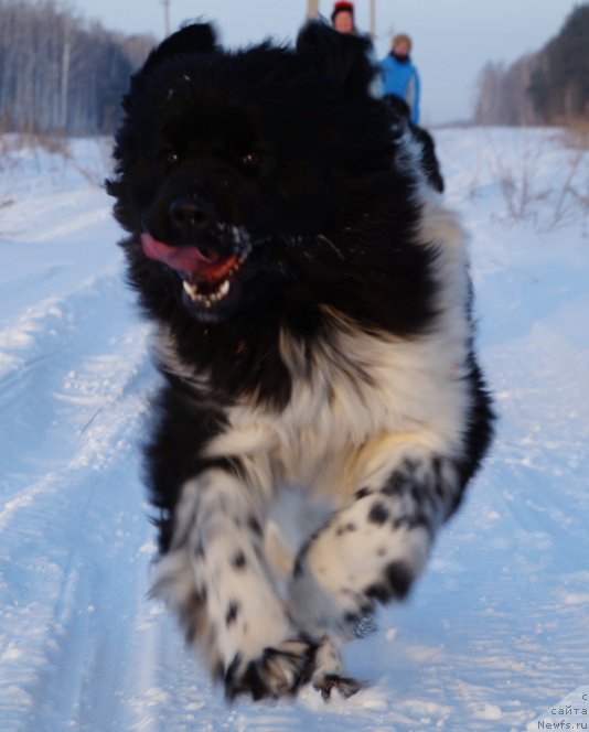 Фото: ньюфаундленд Ньюфорт Элисс