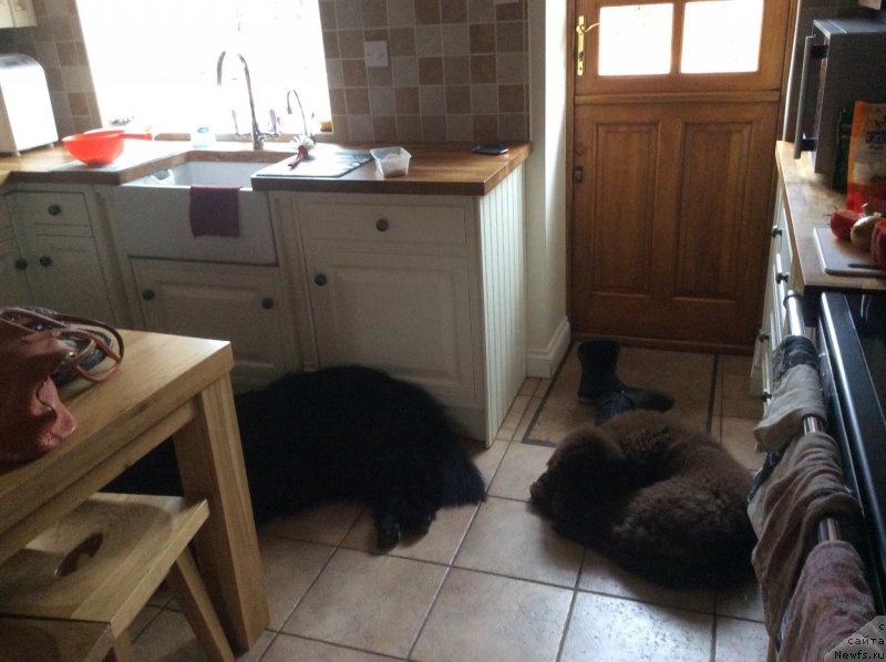 Фото: ньюфаундленд Seashanty First Admiral, ньюфаундленд Нобл Кинг Май Лорд Симба