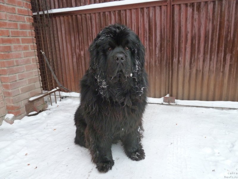 Фото: ньюфаундленд Супер Премиум Ля Мезон