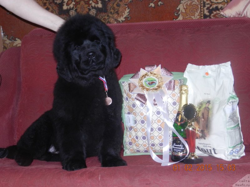 Фото: ньюфаундленд Нью-Пом-Шир Бонд Джеймс