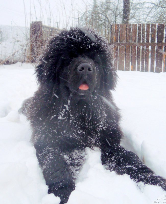 Фото: ньюфаундленд Альфа Дар Окса Азаятушка
