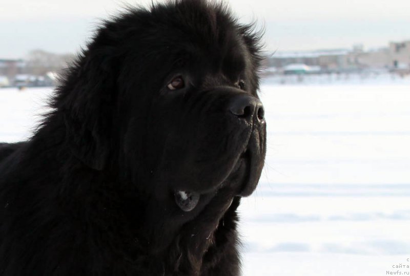 Фото: ньюфаундленд Обуш Шед Вильгельм Тиль