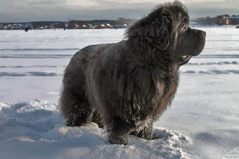 Фото: ньюфаундленд Обуш Шед Вильгельм Тиль