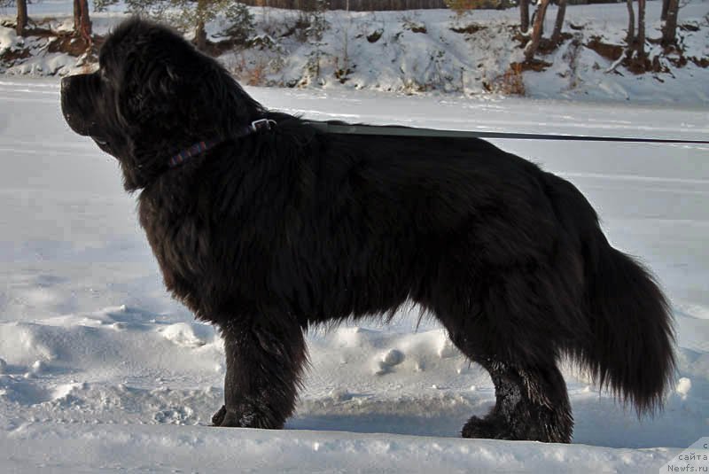 Фото: ньюфаундленд Обуш Шед Вильгельм Тиль