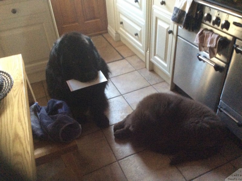 Фото: ньюфаундленд Seashanty First Admiral, ньюфаундленд Нобл Кинг Май Лорд Симба