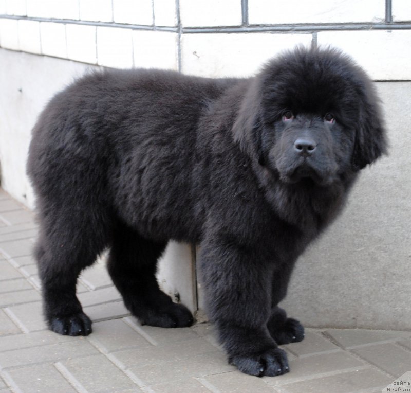 Фото: ньюфаундленд Моя Стихия Императрица Мария