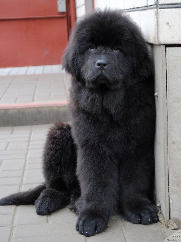 Фото: ньюфаундленд Моя Стихия Императрица Мария