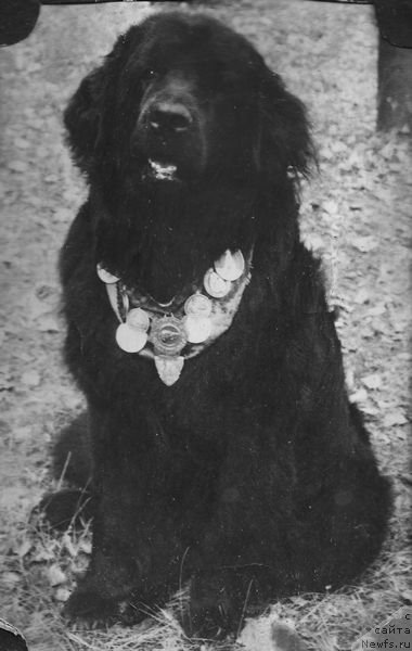 Фото: ньюфаундленд Альдербай