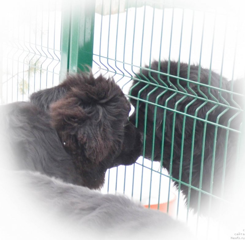 Фото: ньюфаундленд Черная Мафия Шот ин тхе Дарк (Chernaya Mafia Shot in the Dark)