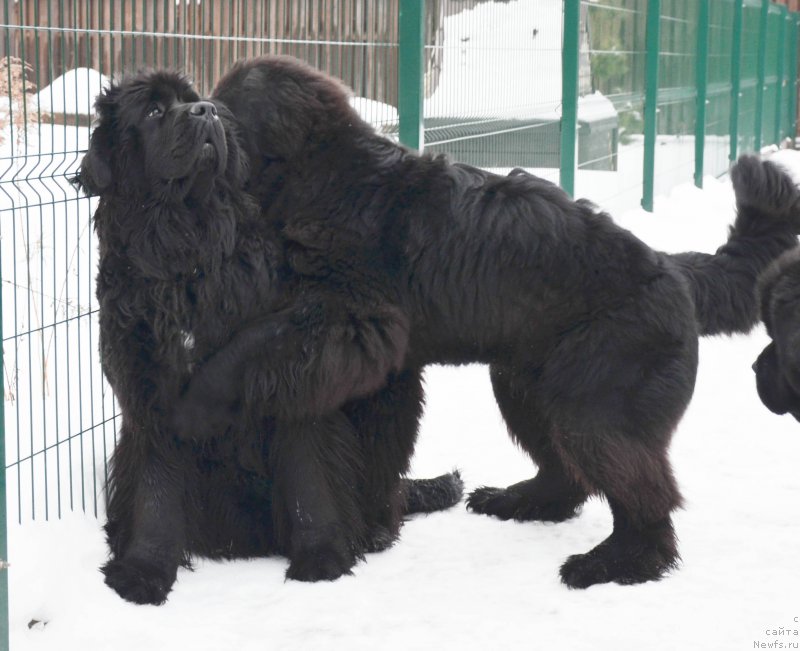 Фото: ньюфаундленд Black Clouds Magic Moment at Stealbears, ньюфаундленд Черная Мафия Шот ин тхе Дарк (Chernaya Mafia Shot in the Dark)