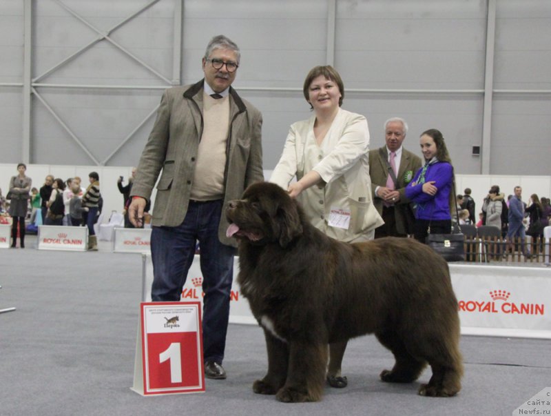 Фото: ньюфаундленд Акватория Келвин Райз Афтэ Ми (Aquatoriya Kelvin Rise After Me)