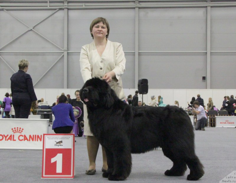 Фото: ньюфаундленд Акватория Келвин Фифа (Aquatoriya Kelvin Fifa)