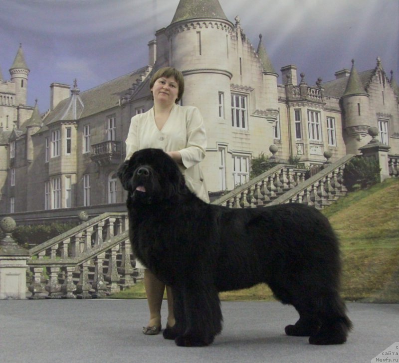 Фото: ньюфаундленд Акватория Келвин Ультиматум (Aquatoriya Kelvin Ultimatum)