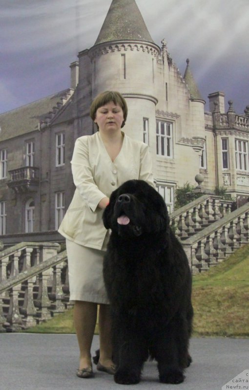 Фото: ньюфаундленд Акватория Келвин Ультиматум (Aquatoriya Kelvin Ultimatum)