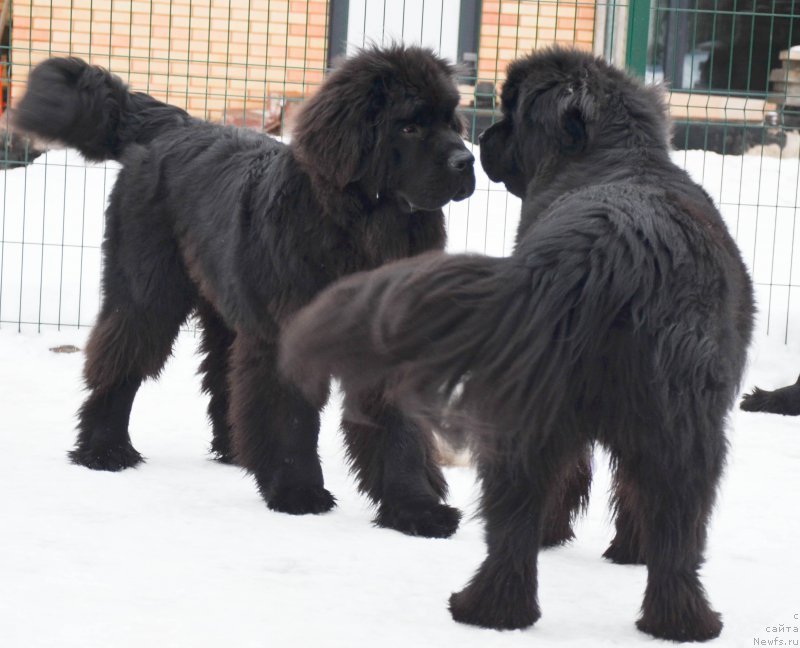 Фото: ньюфаундленд Черная Мафия Шот ин тхе Дарк (Chernaya Mafia Shot in the Dark)