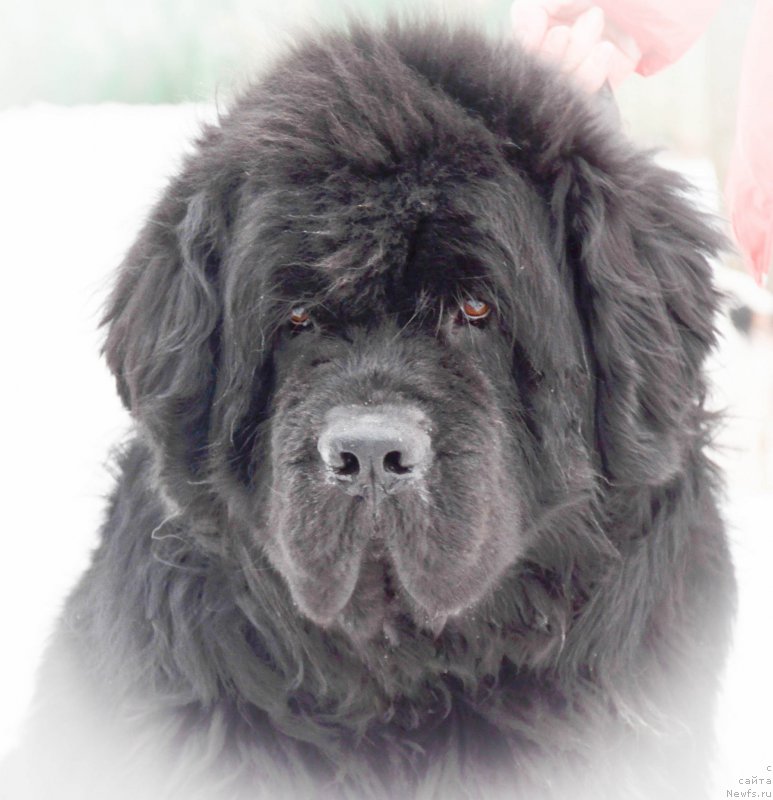 Фото: ньюфаундленд Black Clouds Criminal Minds at Stealbears