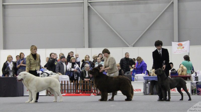 Фото: ньюфаундленд Акватория Келвин Райз Афтэ Ми (Aquatoriya Kelvin Rise After Me)