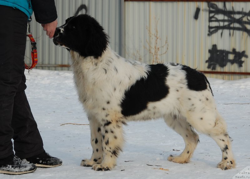 Фотография № 173898