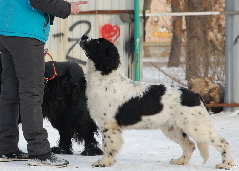 Фотография № 173899