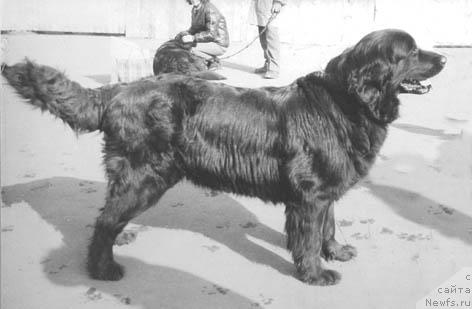 Фото: ньюфаундленд Фар Мол Ива