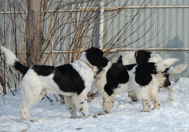 Фотография № 173900