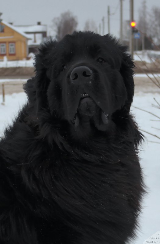 Фото: ньюфаундленд Валмонд Победитель (Valmond Pobeditel)