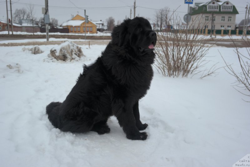 Фото: ньюфаундленд Валмонд Победитель (Valmond Pobeditel)