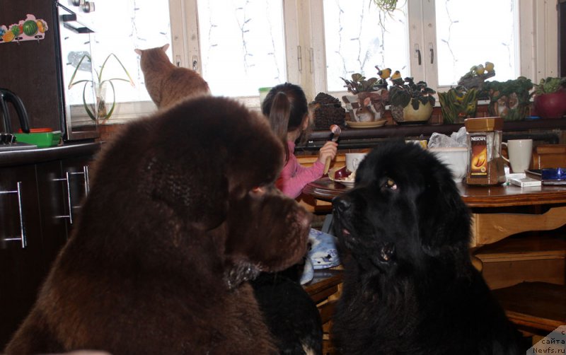 Фото: ньюфаундленд Чарли Де Бест Хелфи Пэл (Charli The Best Helfi Pel), ньюфаундленд Мерседес Вялiкi Мядзведзь (Mercedes Vialiki Miadzvedz)