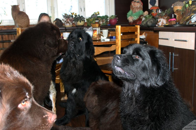 Фото: ньюфаундленд Браунблад МСК Хриса Хаккет Оллен (Brownblood MSK Hrica Hacket Ollen), ньюфаундленд Чарли Де Бест Хелфи Пэл (Charli The Best Helfi Pel), ньюфаундленд Мерседес Вялiкi Мядзведзь (Mercedes Vialiki Miadzvedz), ньюфаундленд Браунблад МСК Харрикейн Хиггенс (Brownblood MSK Harricane Higgins)