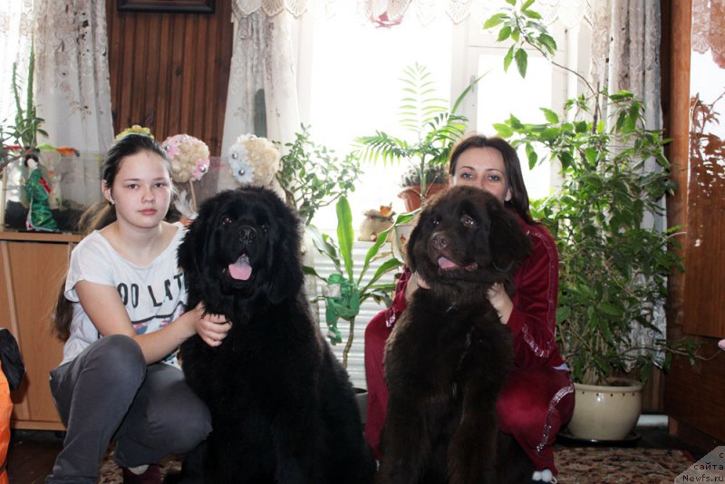 Фото: Мария Шмелева, ньюфаундленд Браунблад МСК Харрикейн Хиггенс (Brownblood MSK Harricane Higgins), Елена Спирюкова, ньюфаундленд Браунблад МСК Хриса Хаккет Оллен (Brownblood MSK Hrica Hacket Ollen)