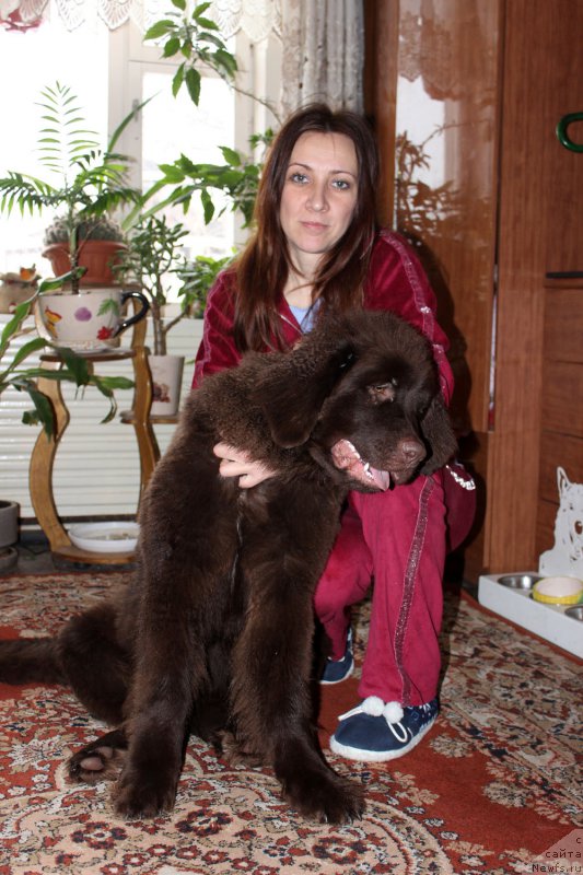 Фото: ньюфаундленд Браунблад МСК Хриса Хаккет Оллен (Brownblood MSK Hrica Hacket Ollen), Елена Спирюкова