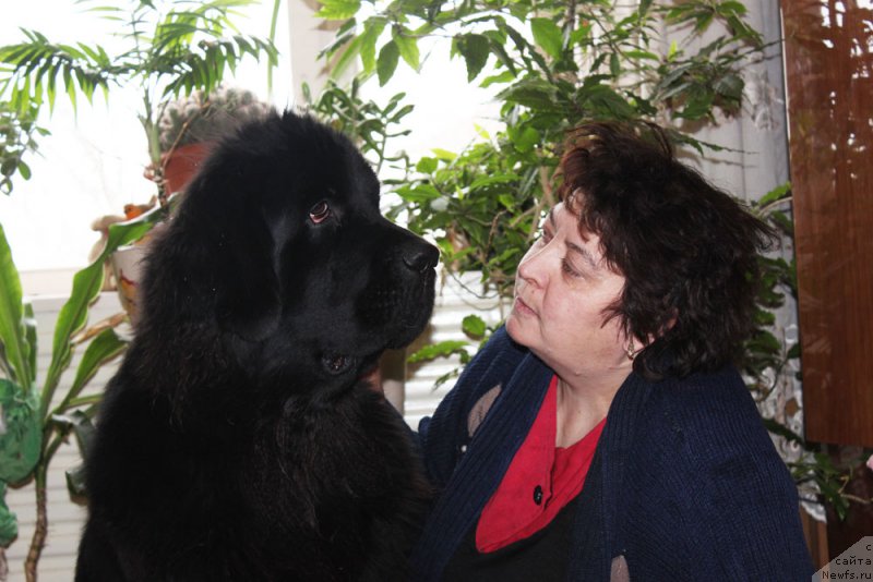 Фото: ньюфаундленд Мерседес Вялiкi Мядзведзь (Mercedes Vialiki Miadzvedz)