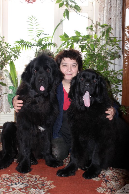 Фото: ньюфаундленд Мерседес Вялiкi Мядзведзь (Mercedes Vialiki Miadzvedz), Елена Шмелева, ньюфаундленд Браунблад МСК Харрикейн Хиггенс (Brownblood MSK Harricane Higgins)