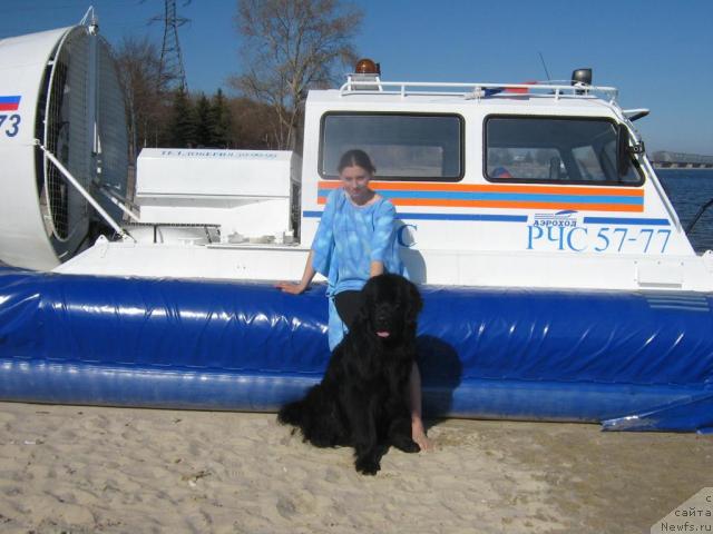 Фото: Дарья Гусынина, ньюфаундленд Арманьяк Души Моей