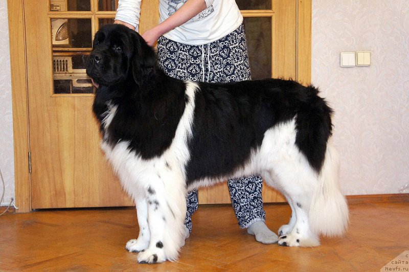 Фото: ньюфаундленд Ньюфорт Эшли