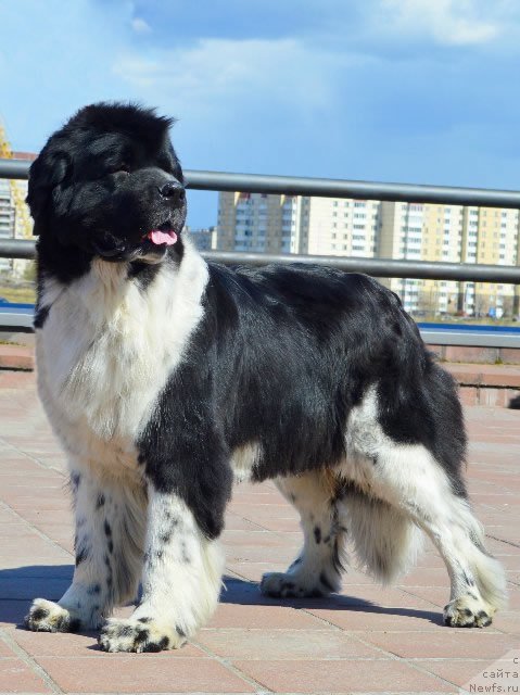 Фото: ньюфаундленд Питерньюф И Дид Ит Агаин (Piternyuf I Did It Again)