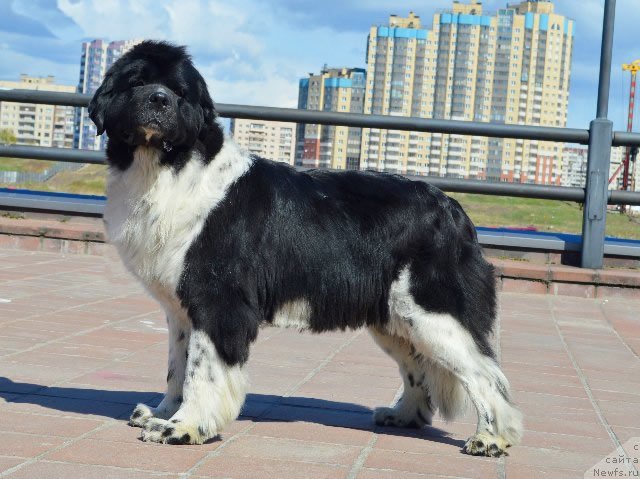 Фото: ньюфаундленд Питерньюф И Дид Ит Агаин (Piternyuf I Did It Again)