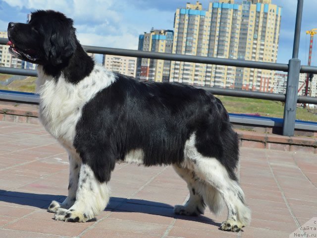 Фото: ньюфаундленд Питерньюф И Дид Ит Агаин (Piternyuf I Did It Again)