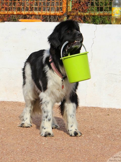 Фото: ньюфаундленд Питерньюф И Дид Ит Агаин (Piternyuf I Did It Again)