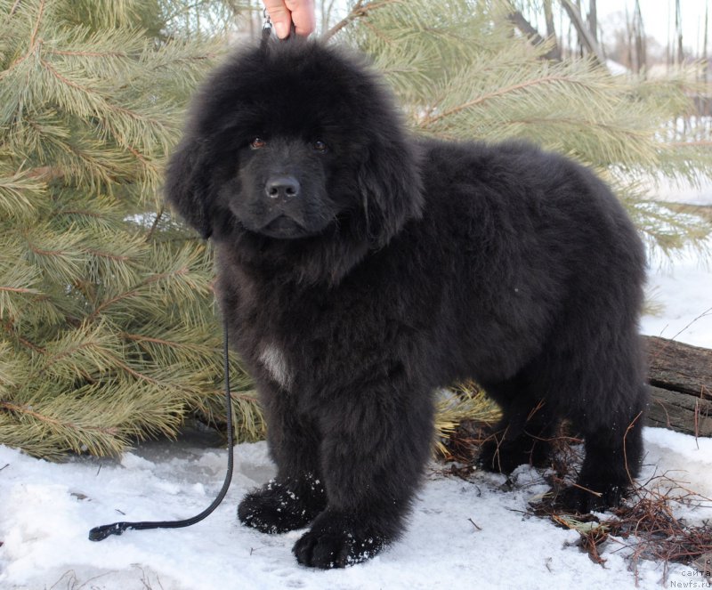 Фото: ньюфаундленд Моя Стихия Иксия Элли Сюрпрайз (Moya Stikhiya Iksiya Elli Surprise)