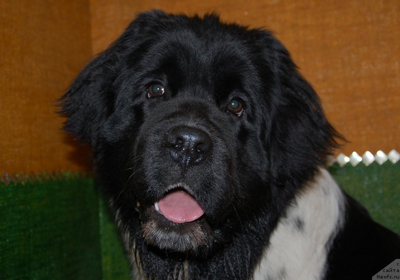 Фото: ньюфаундленд Маг Исполин Онега
