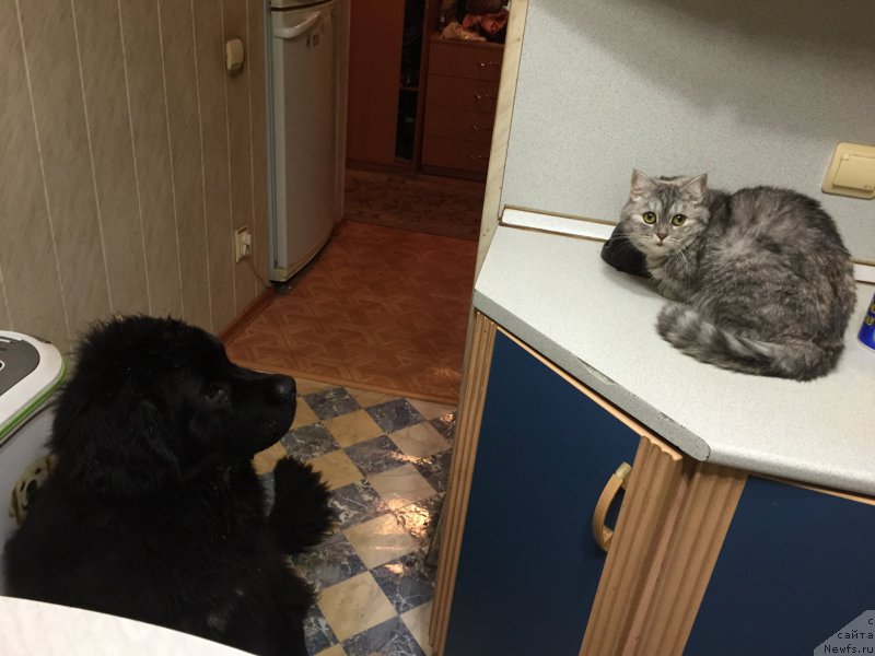 Фото: ньюфаундленд Браунблад МСК Хелфи Бэст Армани (Brownblood MSK Helfi Best Armani)