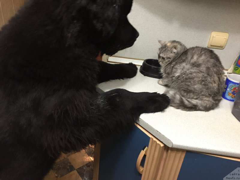 Фото: ньюфаундленд Браунблад МСК Хелфи Бэст Армани (Brownblood MSK Helfi Best Armani)