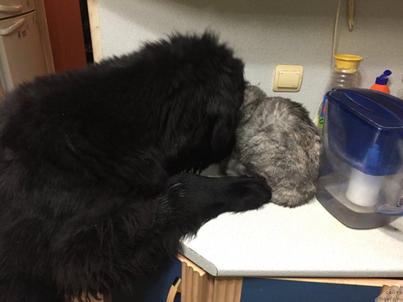 Фото: ньюфаундленд Браунблад МСК Хелфи Бэст Армани (Brownblood MSK Helfi Best Armani)