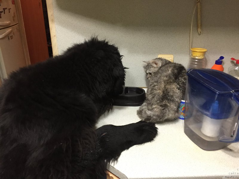 Фото: ньюфаундленд Браунблад МСК Хелфи Бэст Армани (Brownblood MSK Helfi Best Armani)