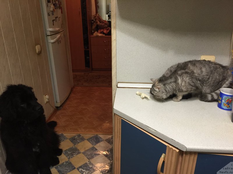 Фото: ньюфаундленд Браунблад МСК Хелфи Бэст Армани (Brownblood MSK Helfi Best Armani)