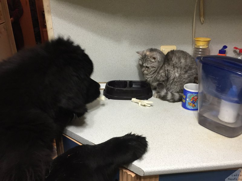 Фото: ньюфаундленд Браунблад МСК Хелфи Бэст Армани (Brownblood MSK Helfi Best Armani)